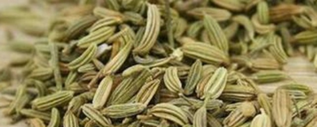 做什么菜适合放小茴香