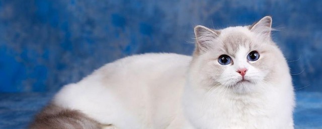 母猫会来月经吗