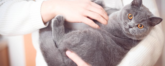 蓝猫怎么养才胖胖的