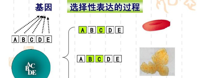 细胞分化的实质是什么