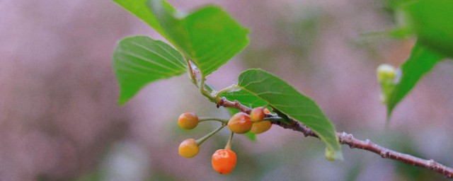 樱花树结的果子叫什么