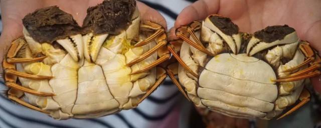 母蟹和公蟹的区别