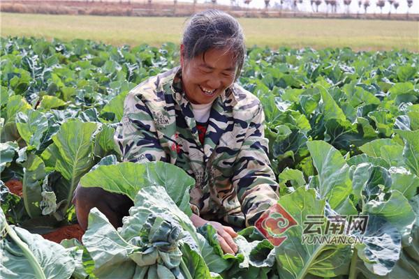 马龙家在北京哪里（云南马龙：小蔬菜大产业 让群众腰包鼓起来）